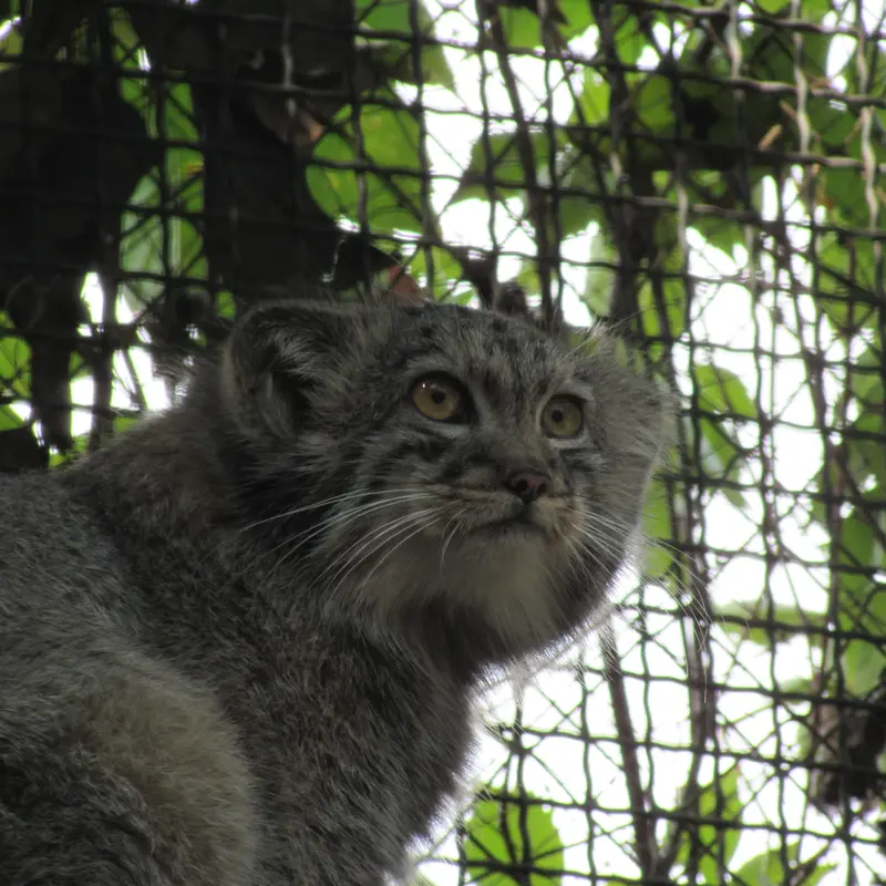 ブダペスト動物園・植物園のボリス Ⅱの写真