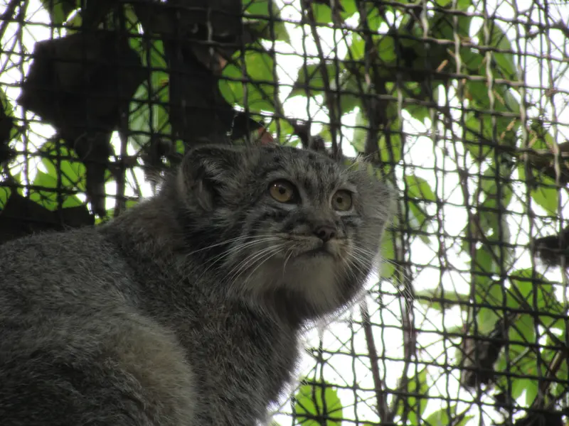 ブダペスト動物園・植物園のボリス Ⅱの写真