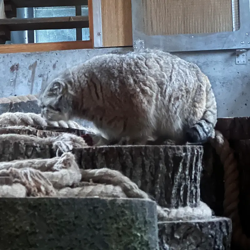 グダニスク動物園のマヌエルの写真