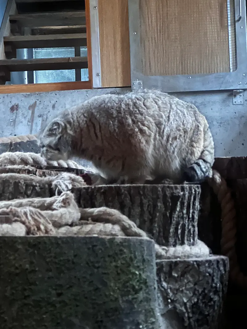 グダニスク動物園のマヌエルの写真