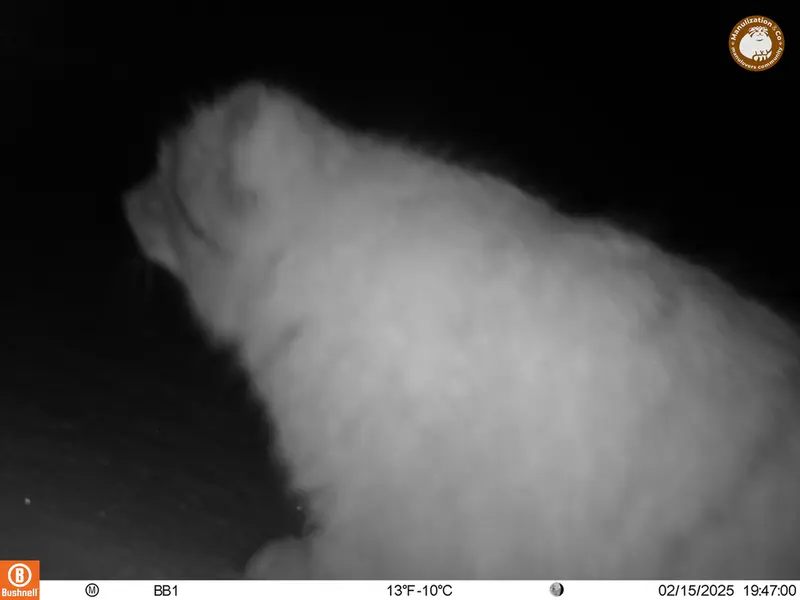 アクタス＝クンコラ［新］カメラトラップで撮影したOtocolobus manul manulの写真