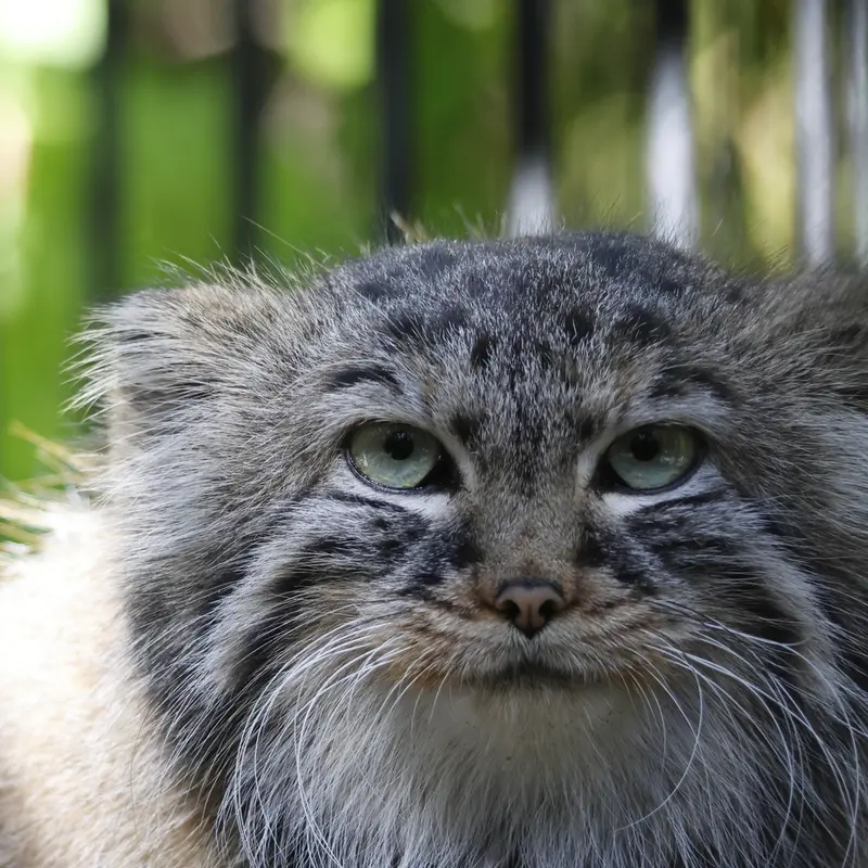 ノヴォシビルスク動物園のガビの写真