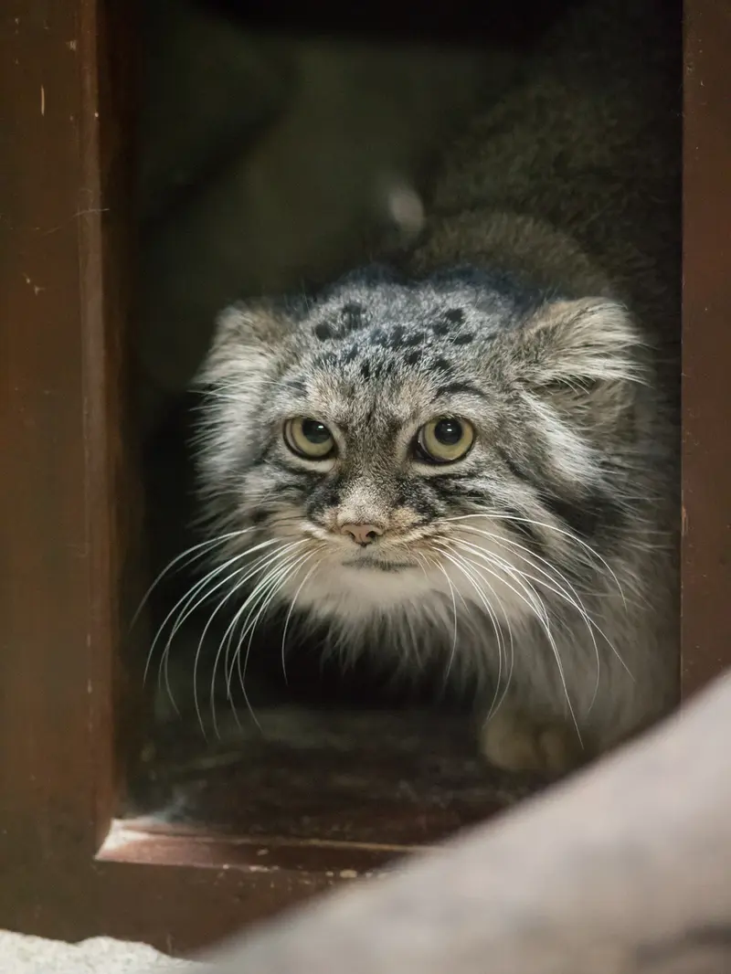 恩賜上野動物園のサフランの写真