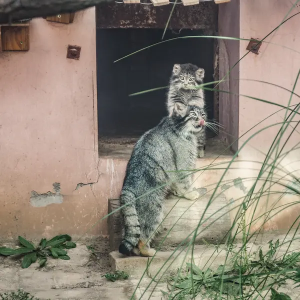 青海チベット高原野生動物園のスン・シャオメイの写真