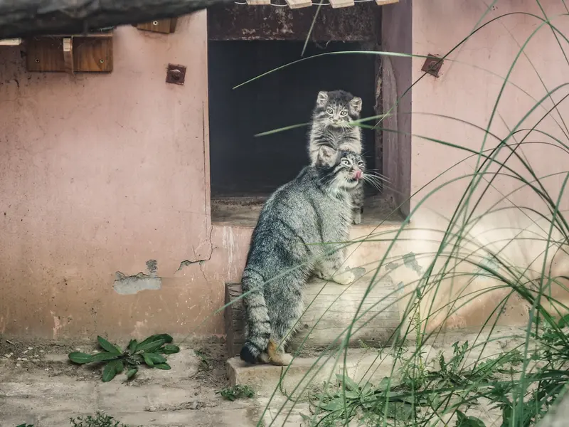 青海チベット高原野生動物園のスン・シャオメイの写真