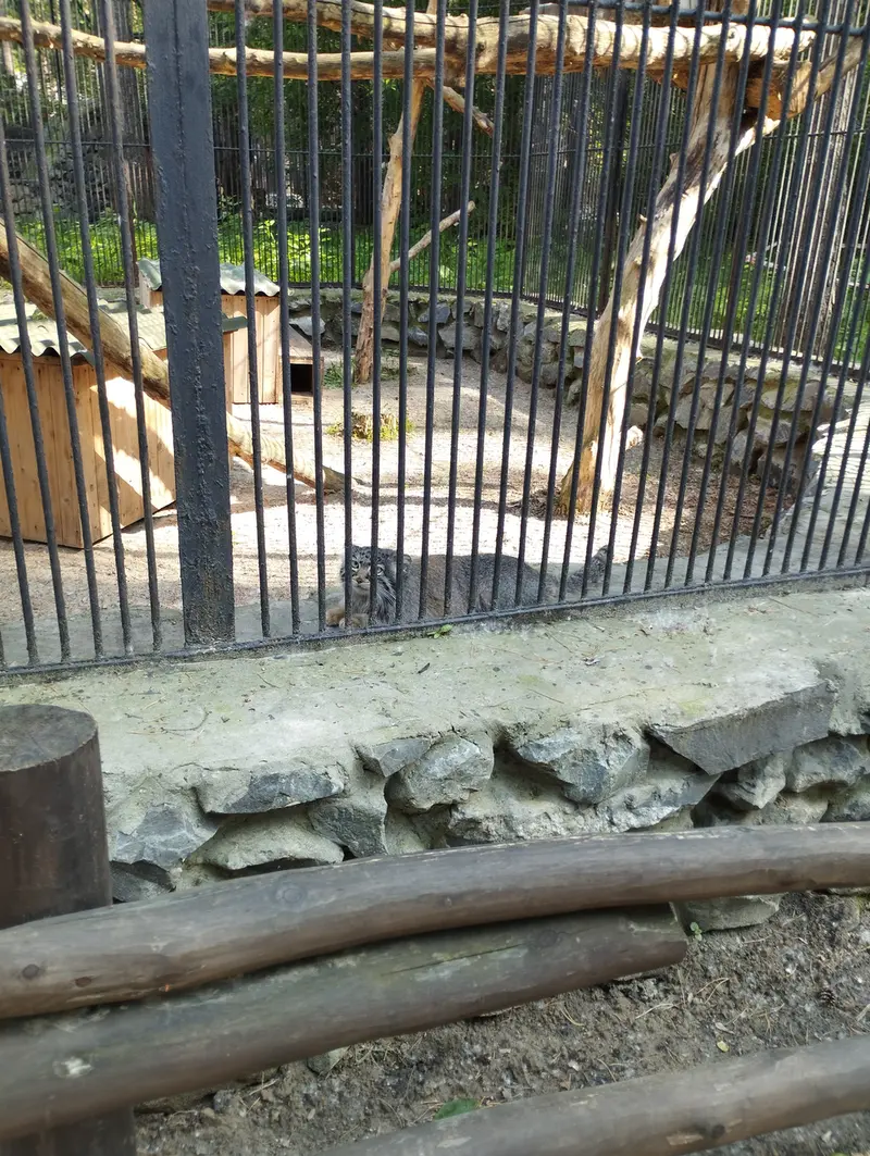 ノヴォシビルスク動物園のマヌルネコの写真