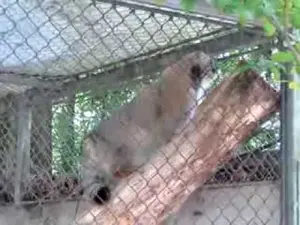 ミュルーズ動物学・植物公園のウラルの動画