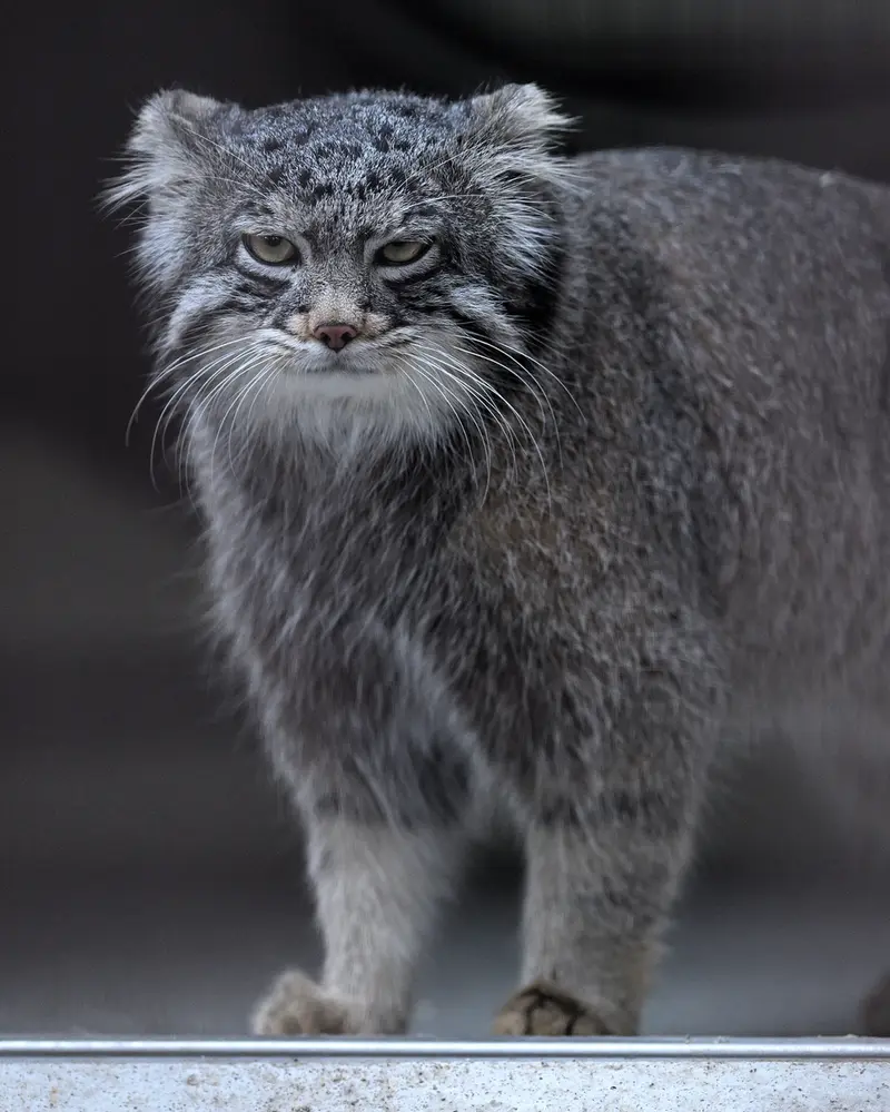 野毛山動物園のフィーガの写真