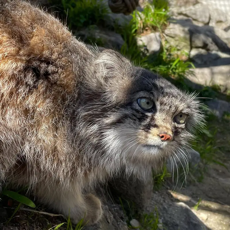 リール動物園のヴォラースの写真