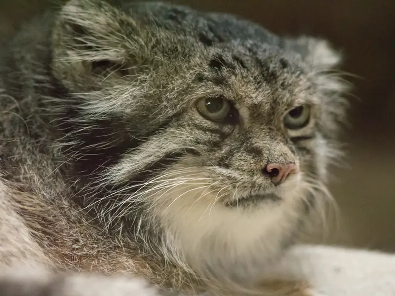 恩賜上野動物園のクリョンの写真