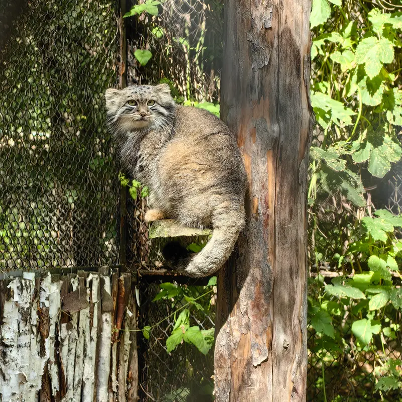 ノヴォシビルスク動物園のスネジャナの写真