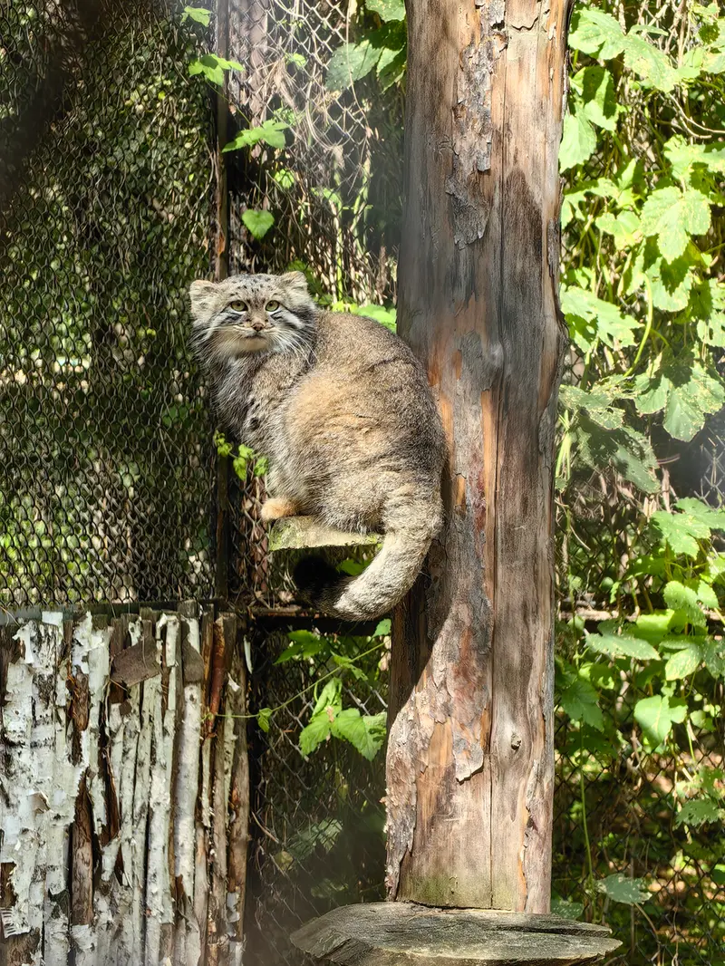 ノヴォシビルスク動物園のスネジャナの写真
