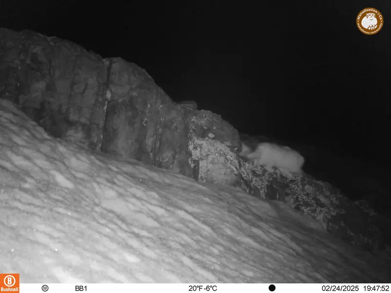 アクタス＝クンコラ［新］カメラトラップで撮影したOtocolobus manul manulの写真