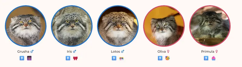 グルーシャ、イーリス、ロータス、オリーヴァとプリームラの写真