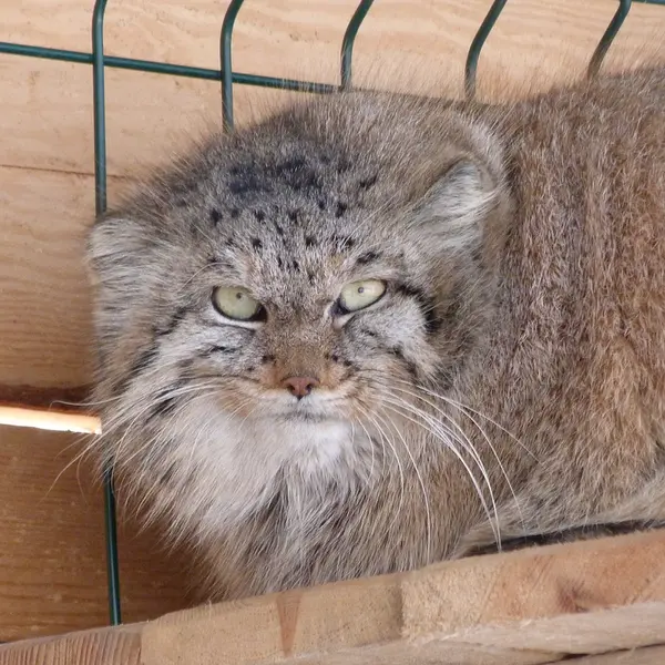 バルナウル動物園「レースナヤ・スカースカ」のペペの写真