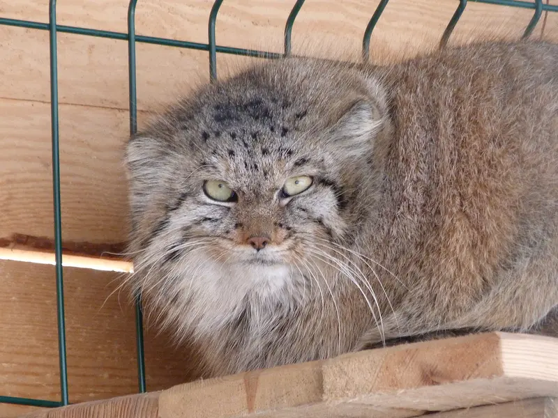 バルナウル動物園「レースナヤ・スカースカ」のペペの写真