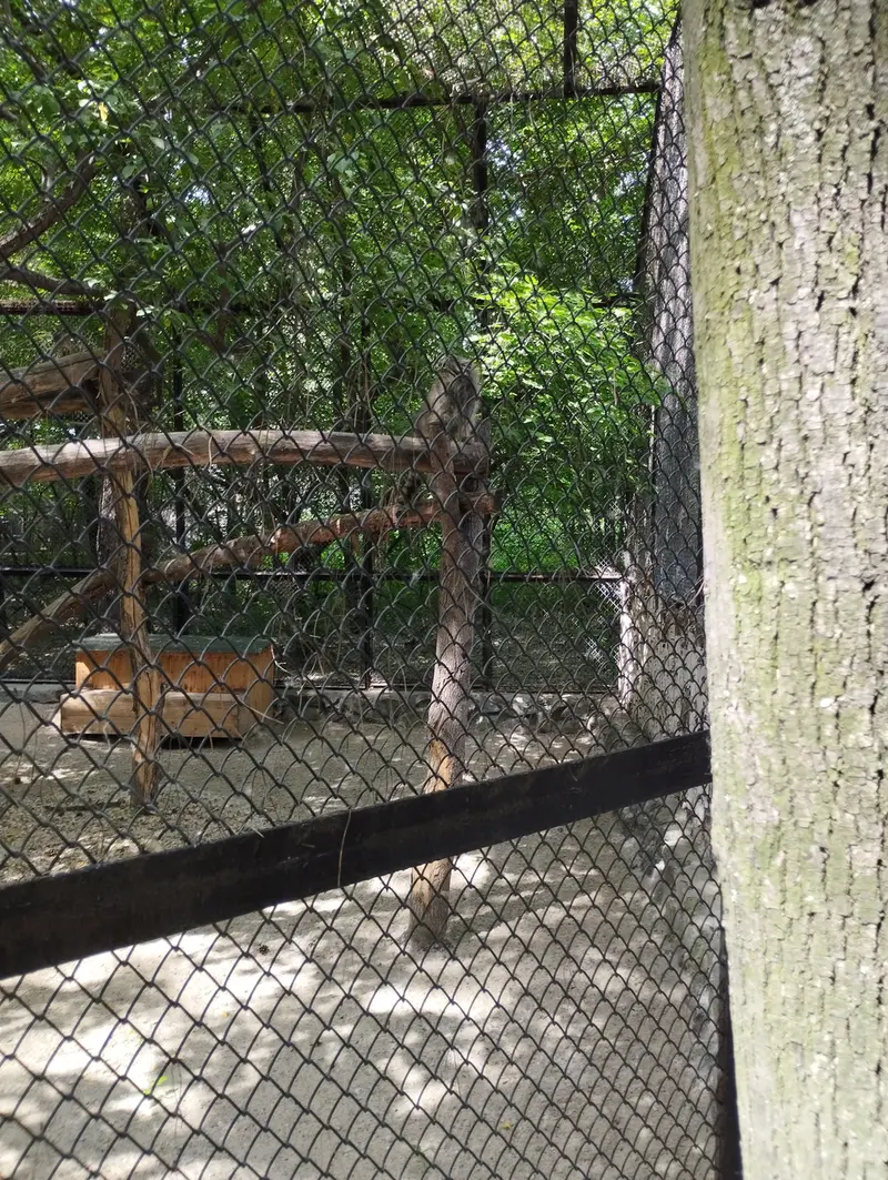 ノヴォシビルスク動物園のマヌルネコの写真