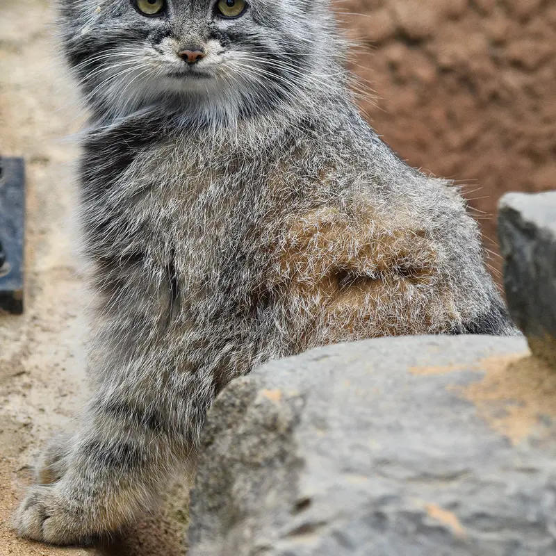 プラハ動物園のプリンセッサの写真