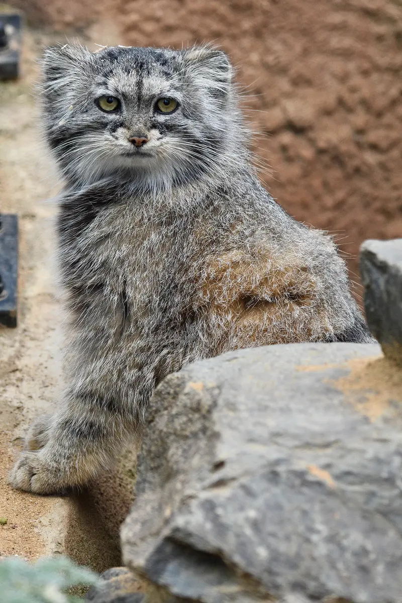 プラハ動物園のプリンセッサの写真