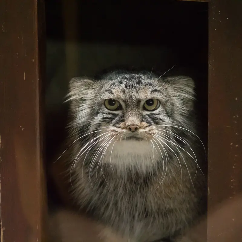 恩賜上野動物園のサフランの写真