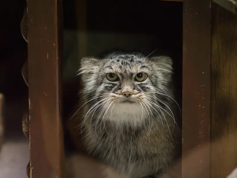 恩賜上野動物園のサフランの写真