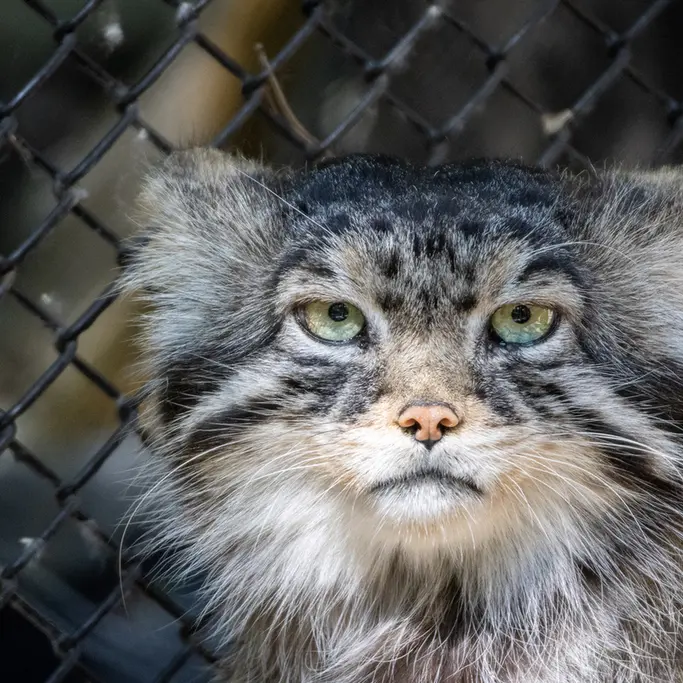 ノヴォシビルスク動物園のジョージの写真