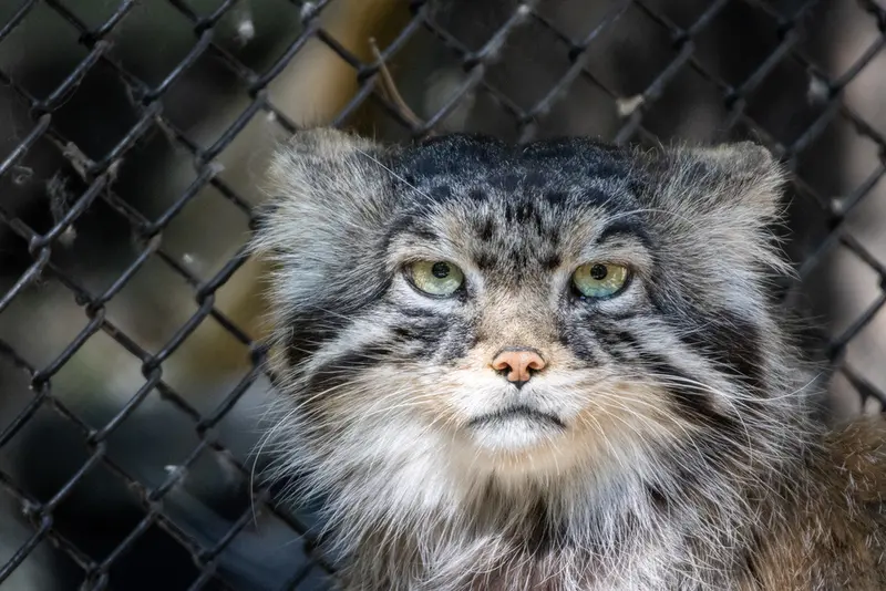 ノヴォシビルスク動物園のジョージの写真