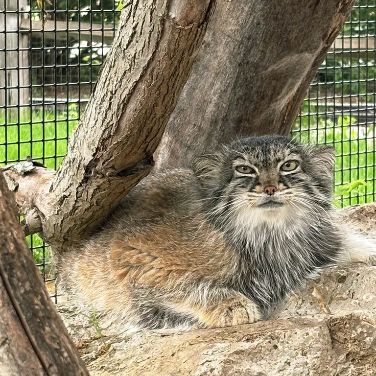 ニアイビ動物園のイーヴィーの写真
