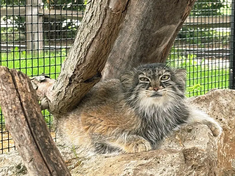 ニアビ動物園のイーヴィーの写真