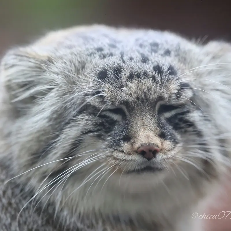 埼玉県こども動物自然公園のロータスの写真