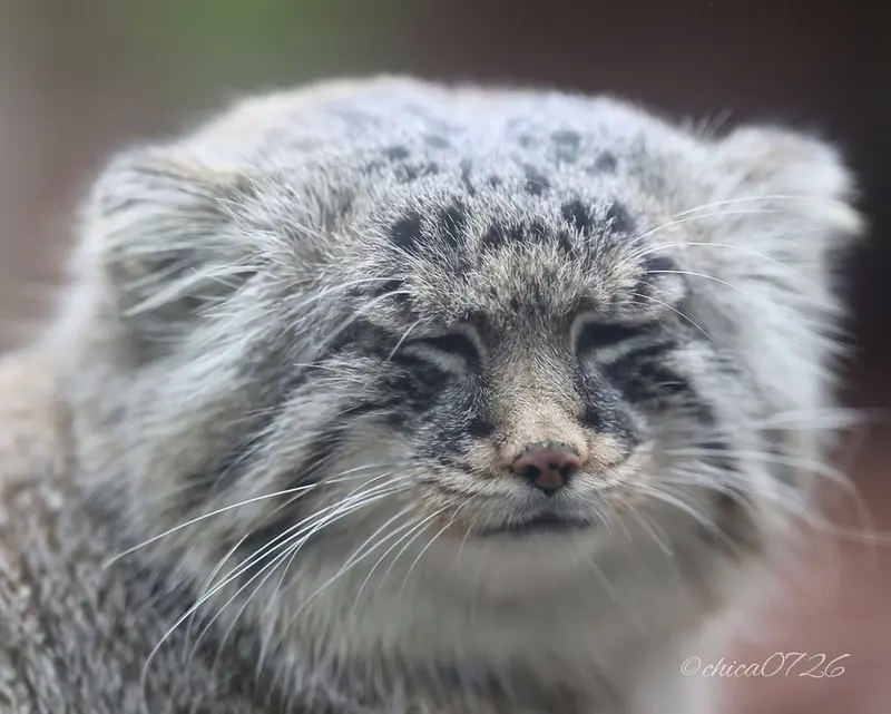 埼玉県こども動物自然公園のロータスの写真