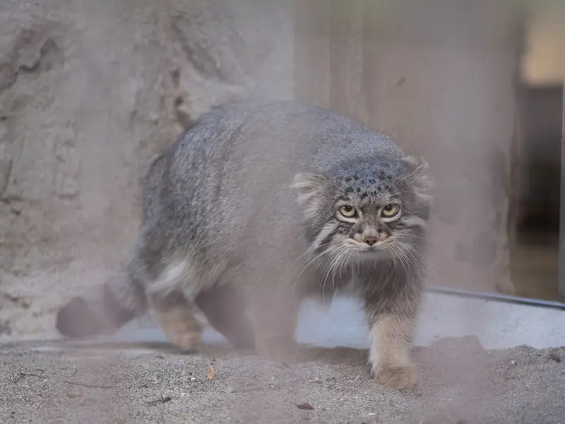 野毛山動物園のフィーガの写真