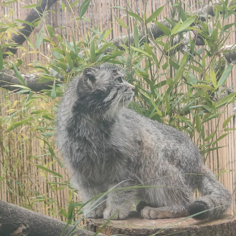 エディンバラ動物園のアキコの写真