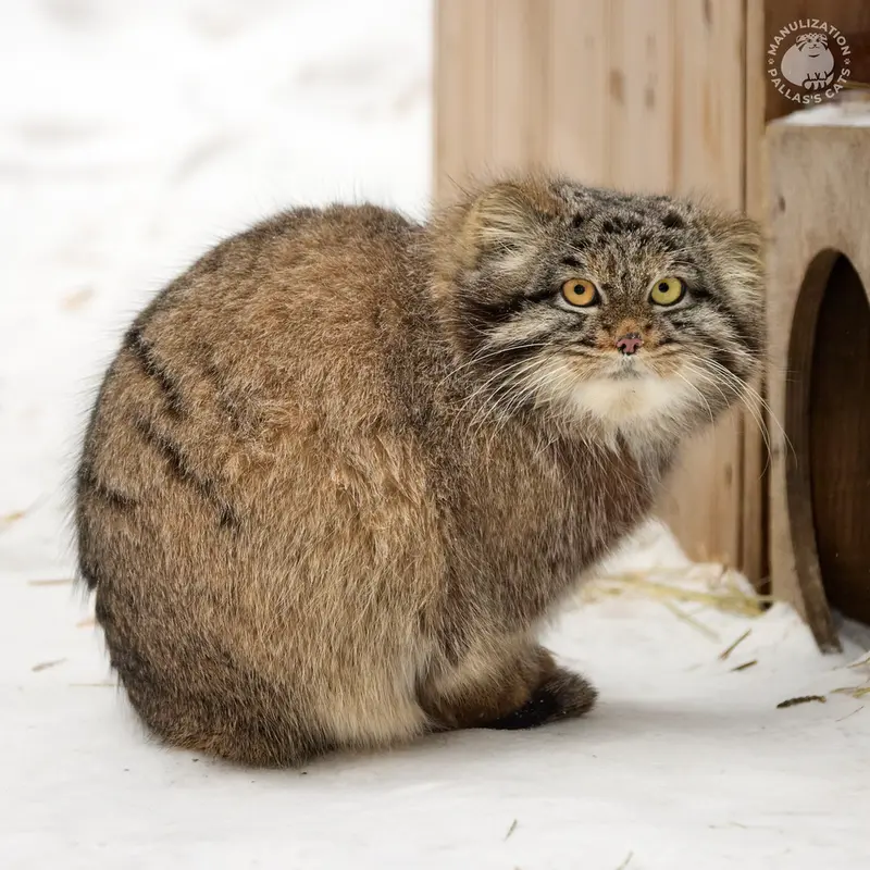 ノヴォシビルスク動物園のカトゥンの写真