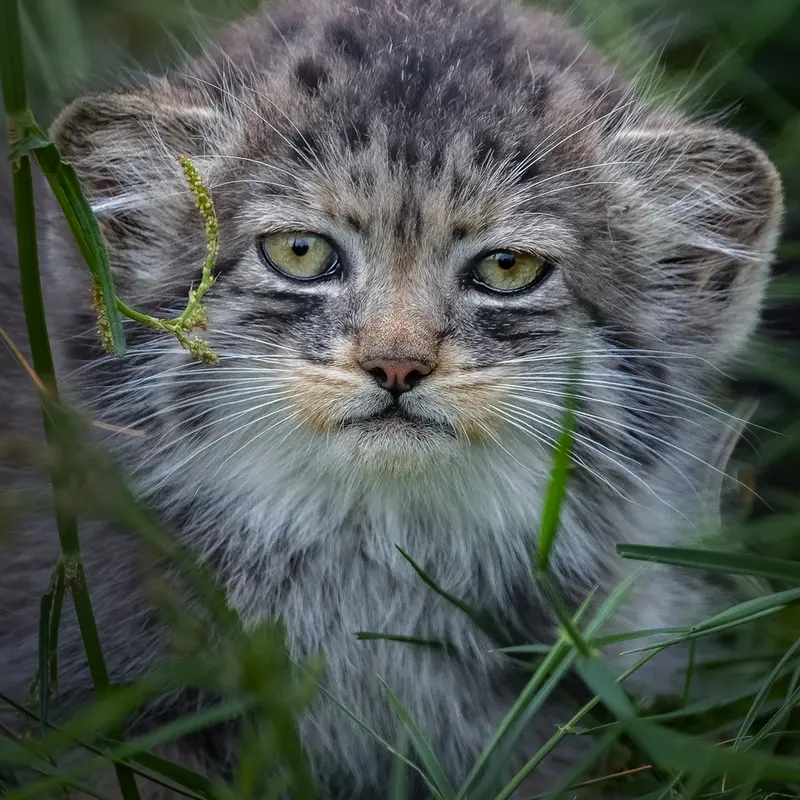 ナムーの子猫 b. 2026 Ⅰの写真
