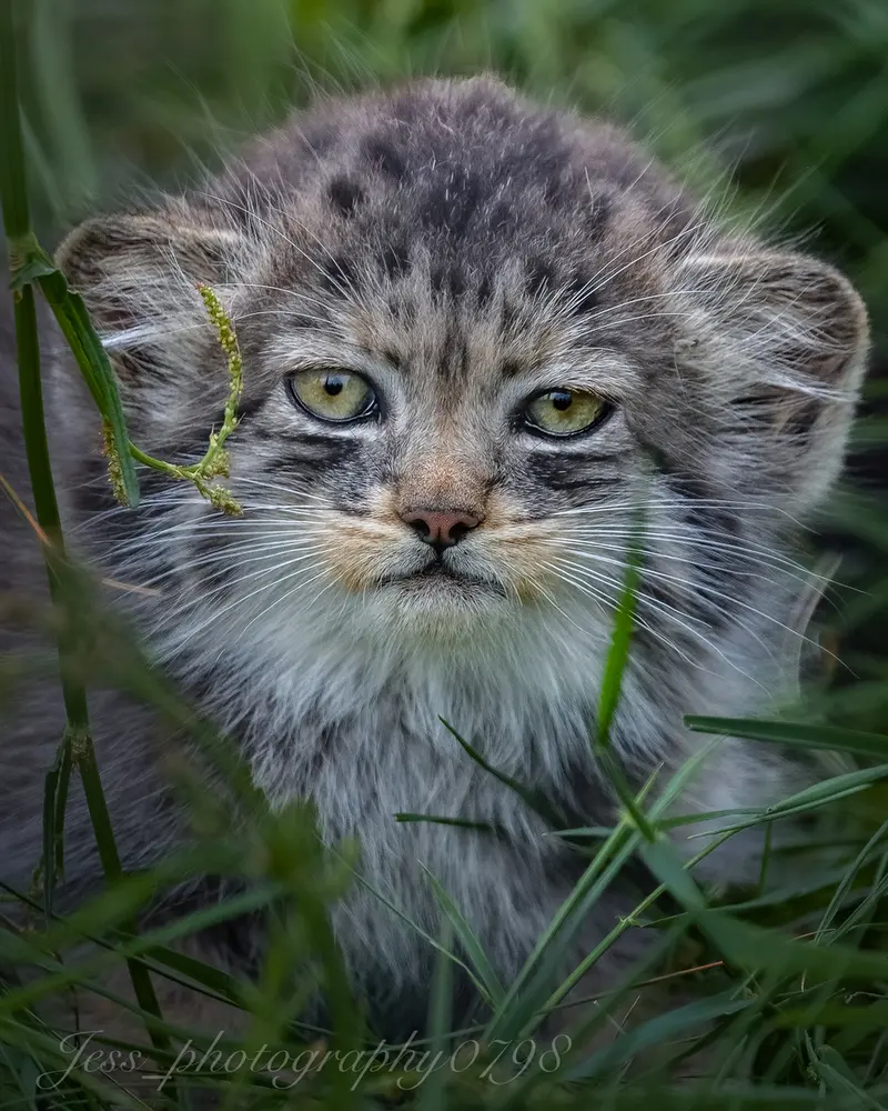 ナムーの子猫 b. 2026 Ⅰの写真