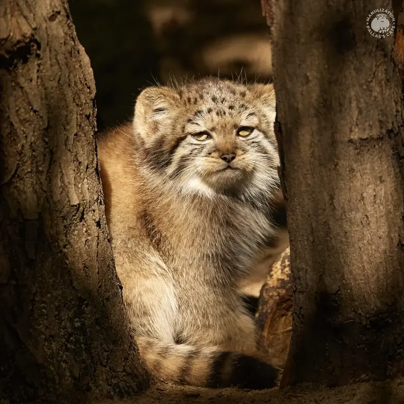 ノヴォシビルスク動物園のイヴの息子 2023 Ⅴの写真