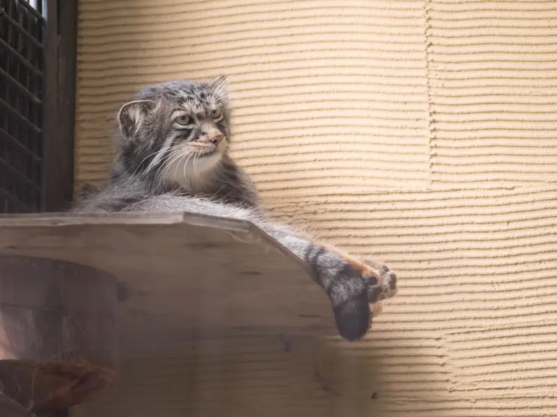 旭山動物園のヒデの写真