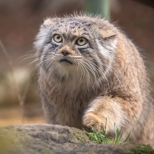 ヘラブルン動物園のプルシの写真