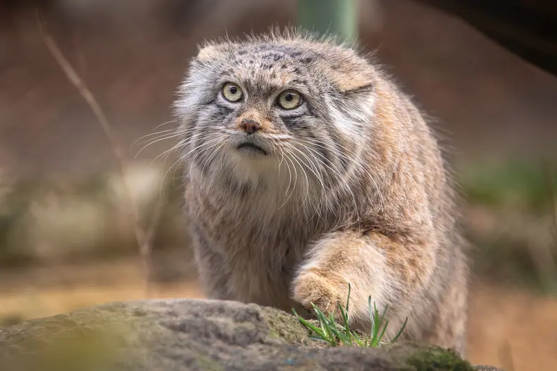 ヘラブルン動物園のプルシの写真