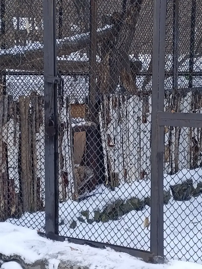 ノヴォシビルスク動物園のマヌルネコの写真