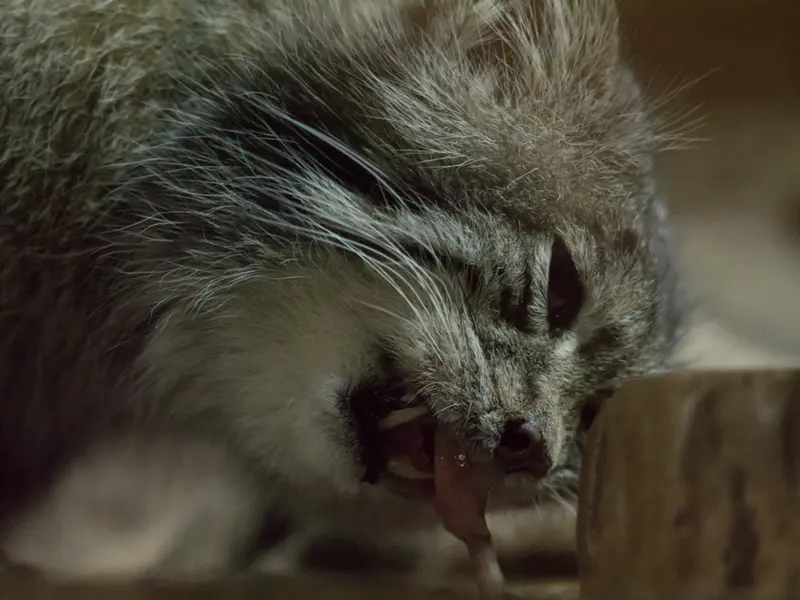 恩賜上野動物園のクリョンの写真