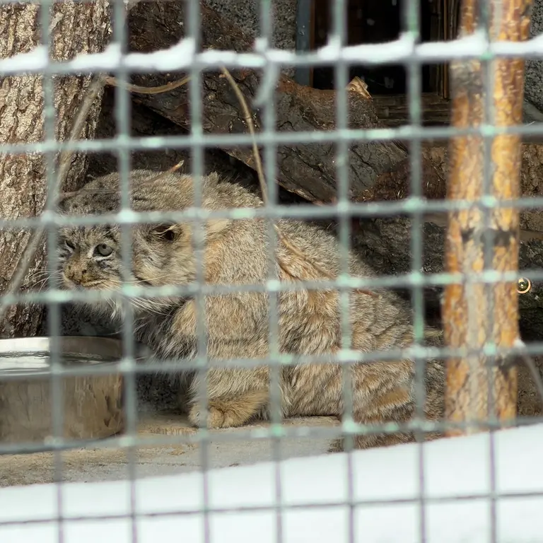 レニングラード動物園のスヴェンの写真