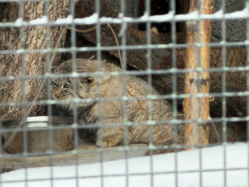 レニングラード動物園のスヴェンの写真
