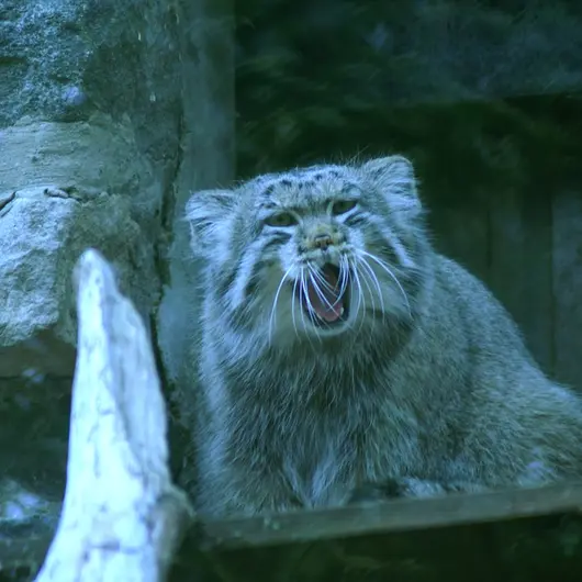 エディンバラ動物園のマヌルネコの写真