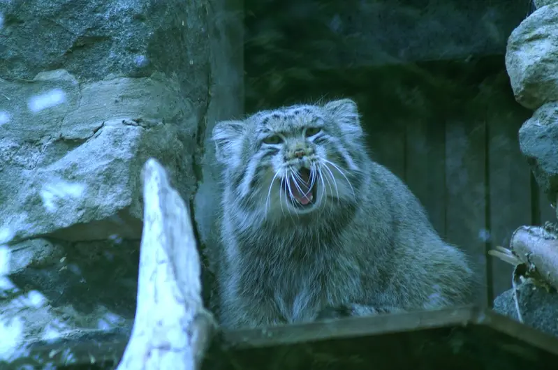 エディンバラ動物園のマヌルネコの写真