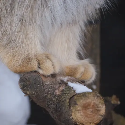 ポッター・パーク動物園のパジの写真