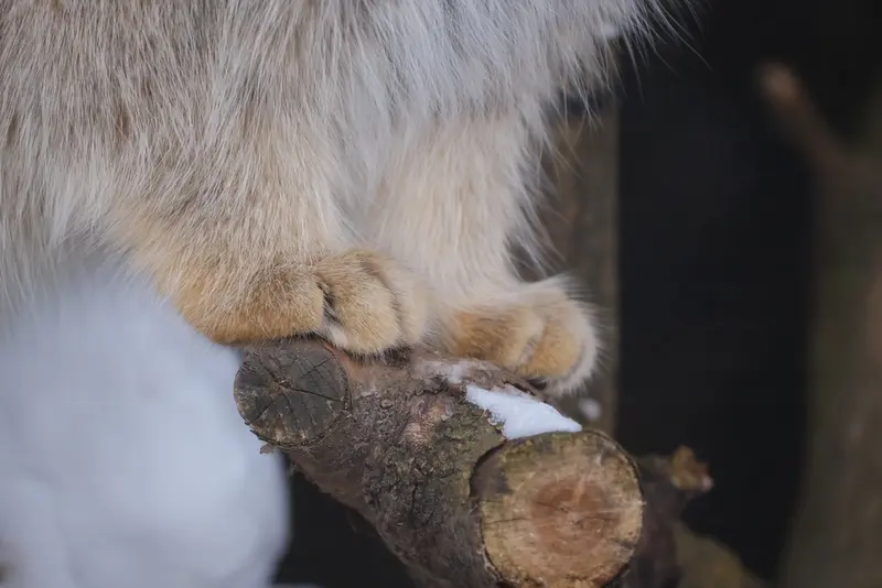 ポッター・パーク動物園のパジの写真
