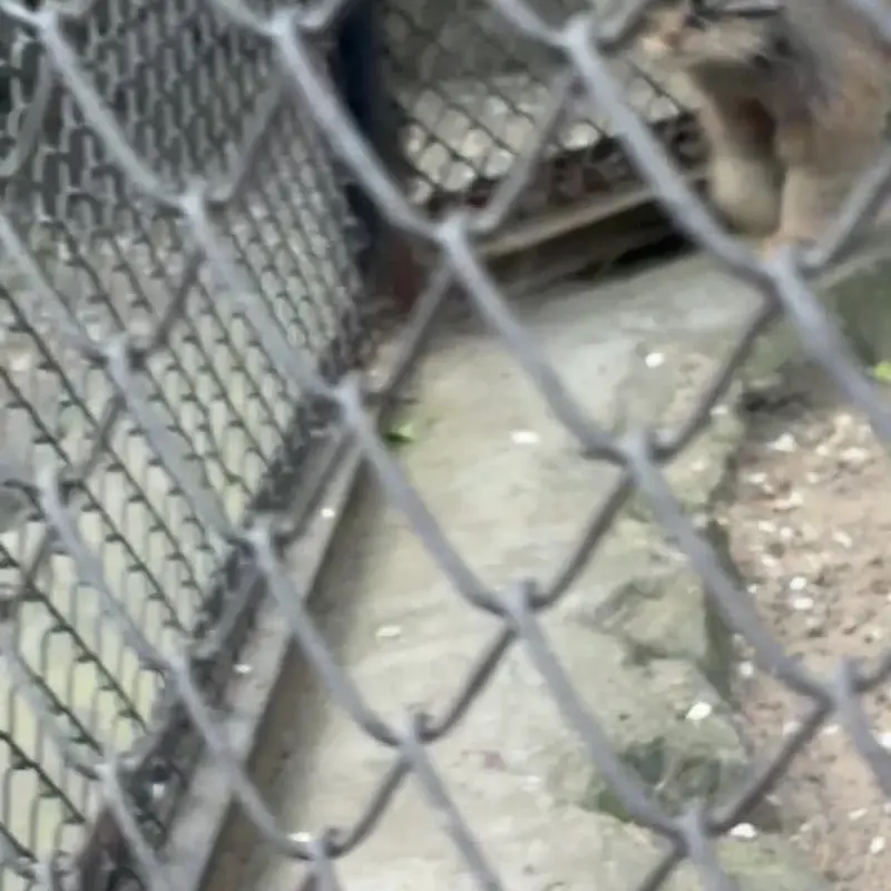 ノヴォシビルスク動物園のマヌルネコの写真