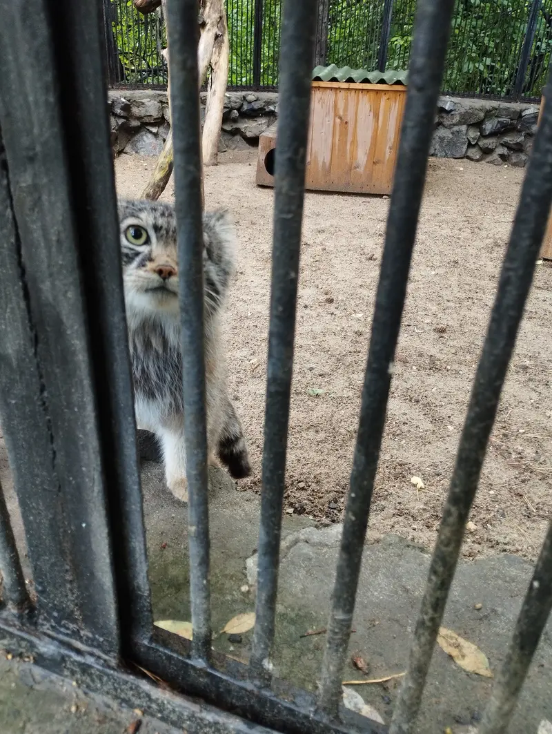 ノヴォシビルスク動物園のマヌルネコの写真